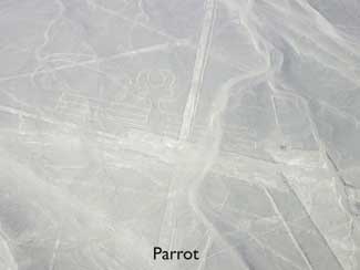 Nazca Lines - The Parrot