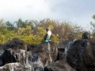 Blue-footed Boobie Bird