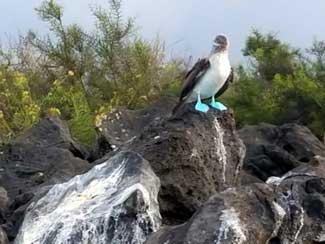 Blue-footed Boobie Bird