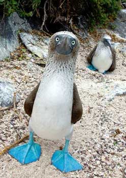 Blue-footed Boobie Bird