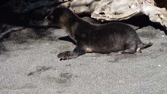 Sea Lions