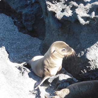 Sea Lions