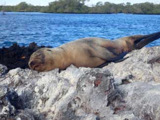 Sea Lions