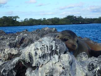 Sea Lions