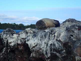 Sea Lions