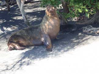 Sea Lions