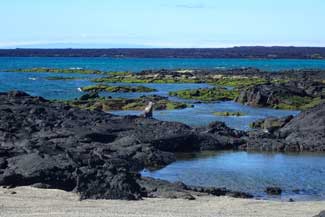 Sea Lions