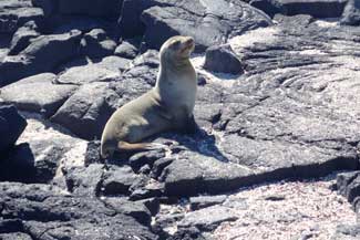 Sea Lions