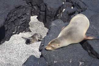 Sea Lions