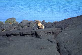 Sea Lions