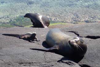 Sea Lions