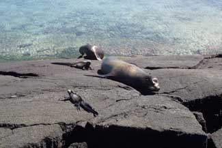 Sea Lions