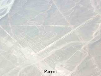 Nazca Lines - The Parrot