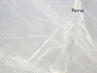 Nazca Lines - The Parrot