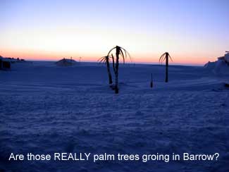 Artifical palm trees set up in snow